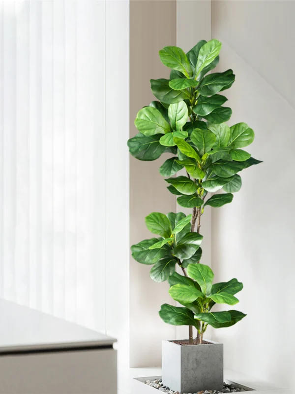 70-135 cm, plastgummiplante med fiolblader til innendørs og utendørs dekor