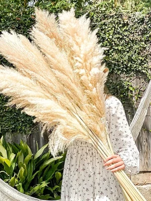 110–120 cm Tørket Pampasgress – Stor og Fluffy